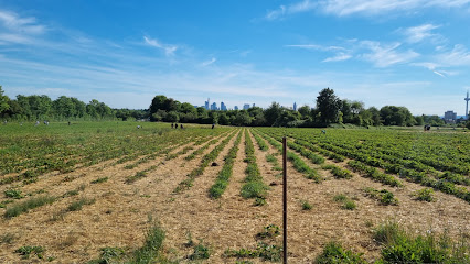 Erdbeerfeld, Frankfurt am Main