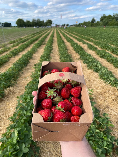 Bauer Würfl Strawberry Field (seasonal open), Frankfurt am Main