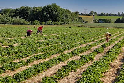 Bauer Würfl Strawberry Field (seasonal open), Frankfurt am Main